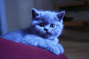 koty-brytyjskie-niebieskie-932649